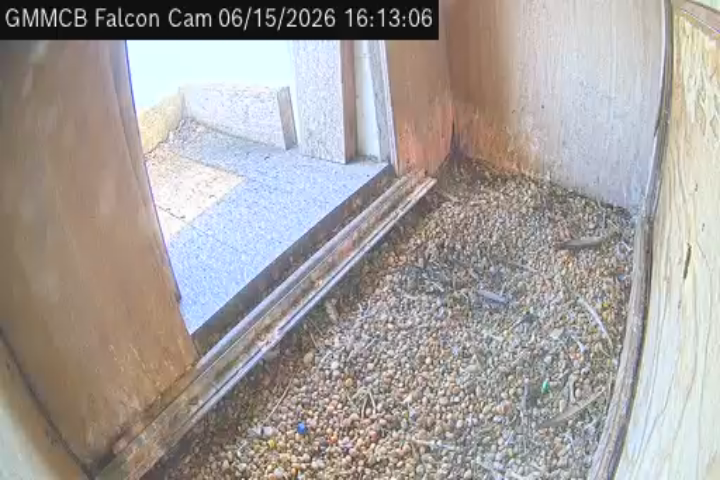 Falcon Camera